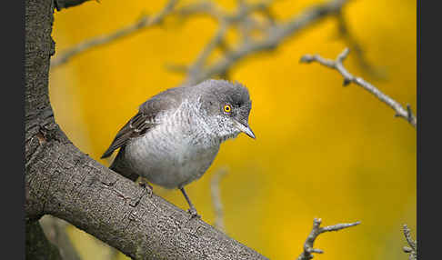 Sperbergrasmücke (Sylvia nisoria)