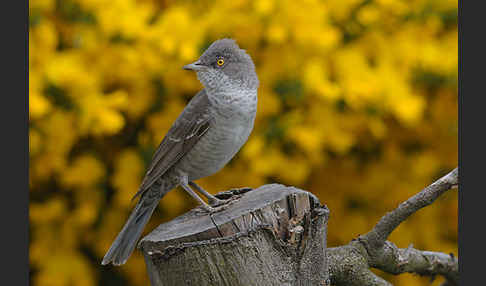 Sperbergrasmücke (Sylvia nisoria)