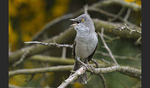 Sperbergrasmücke (Sylvia nisoria)