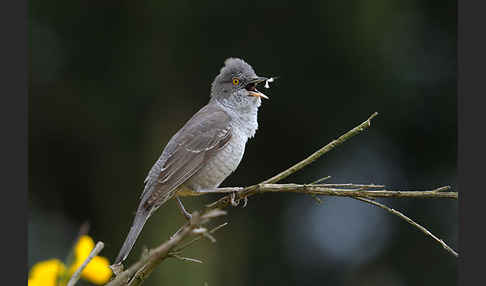 Sperbergrasmücke (Sylvia nisoria)