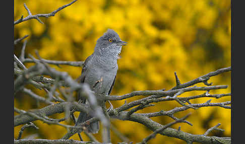 Sperbergrasmücke (Sylvia nisoria)