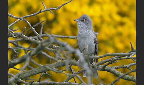 Sperbergrasmücke (Sylvia nisoria)