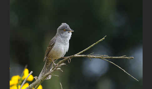 Sperbergrasmücke (Sylvia nisoria)