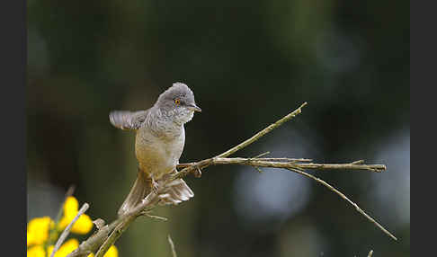 Sperbergrasmücke (Sylvia nisoria)