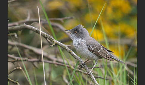 Sperbergrasmücke (Sylvia nisoria)