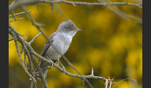 Sperbergrasmücke (Sylvia nisoria)