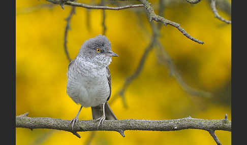 Sperbergrasmücke (Sylvia nisoria)