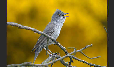 Sperbergrasmücke (Sylvia nisoria)