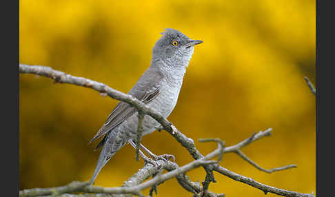 Sperbergrasmücke (Sylvia nisoria)