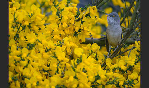 Sperbergrasmücke (Sylvia nisoria)