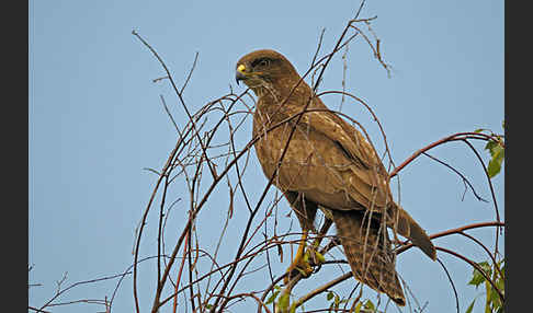 Mäusebussard (Buteo buteo)