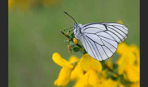 Baumweißling (Aporia crataegi)