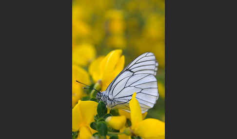 Baumweißling (Aporia crataegi)