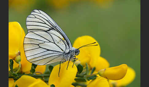 Baumweißling (Aporia crataegi)