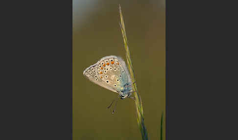 Gemeiner Bläuling (Polyommatus icarus)