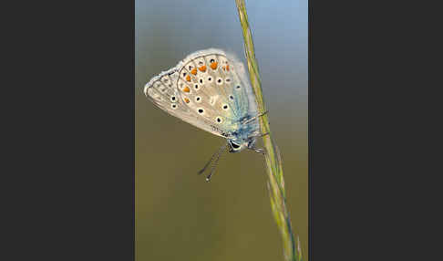 Gemeiner Bläuling (Polyommatus icarus)