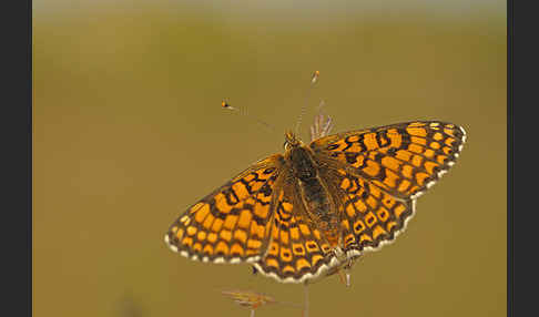 Gemeiner Scheckenfalter (Melitaea cinxia)