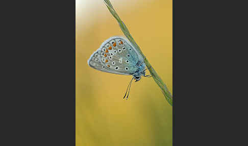 Gemeiner Bläuling (Polyommatus icarus)