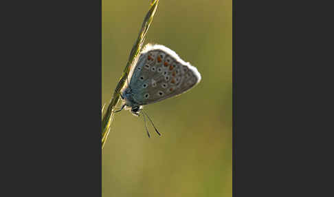 Gemeiner Bläuling (Polyommatus icarus)