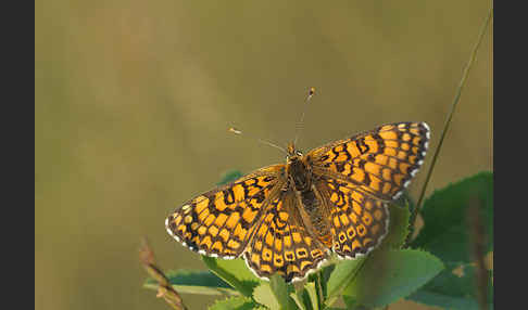Gemeiner Scheckenfalter (Melitaea cinxia)