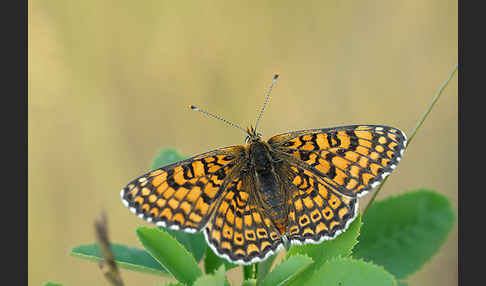 Gemeiner Scheckenfalter (Melitaea cinxia)