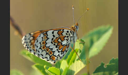 Gemeiner Scheckenfalter (Melitaea cinxia)