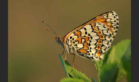 Gemeiner Scheckenfalter (Melitaea cinxia)