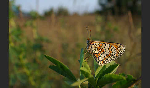 Gemeiner Scheckenfalter (Melitaea cinxia)