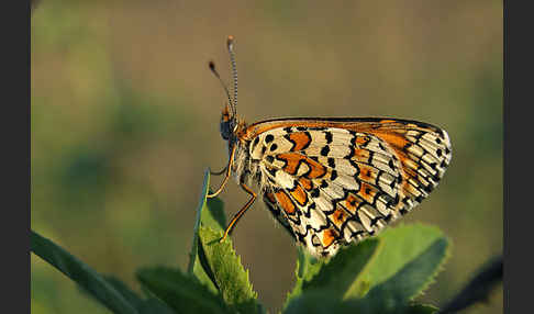 Gemeiner Scheckenfalter (Melitaea cinxia)