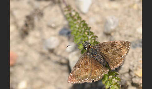 Dunkler Dickkopffalter (Erynnis tages)