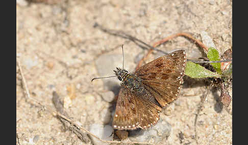 Dunkler Dickkopffalter (Erynnis tages)