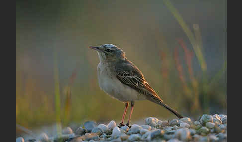 Brachpieper (Anthus campestris)