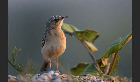 Brachpieper (Anthus campestris)