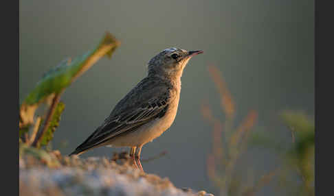 Brachpieper (Anthus campestris)