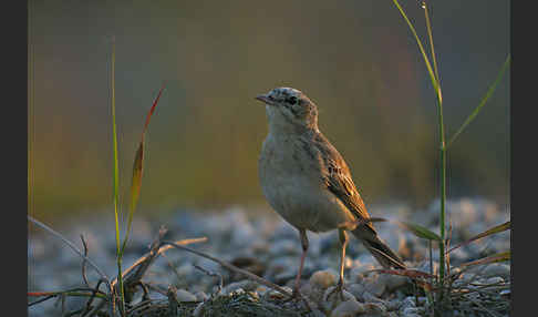 Brachpieper (Anthus campestris)