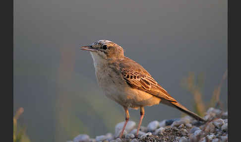 Brachpieper (Anthus campestris)