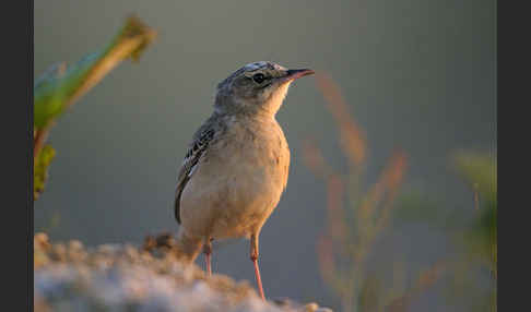 Brachpieper (Anthus campestris)