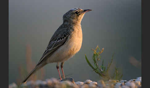 Brachpieper (Anthus campestris)