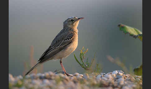 Brachpieper (Anthus campestris)