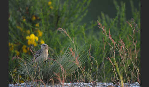 Brachpieper (Anthus campestris)