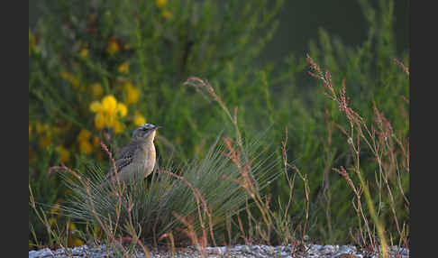 Brachpieper (Anthus campestris)