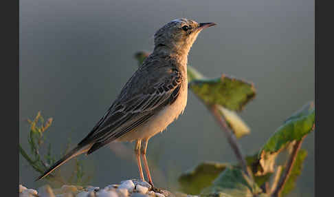 Brachpieper (Anthus campestris)