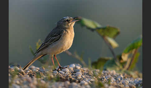 Brachpieper (Anthus campestris)