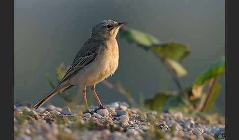 Brachpieper (Anthus campestris)