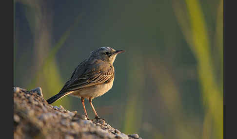 Brachpieper (Anthus campestris)