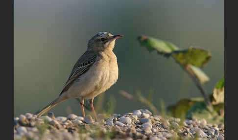 Brachpieper (Anthus campestris)