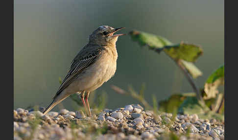 Brachpieper (Anthus campestris)