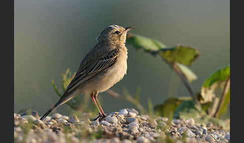 Brachpieper (Anthus campestris)