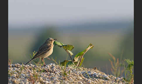 Brachpieper (Anthus campestris)