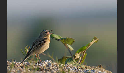 Brachpieper (Anthus campestris)